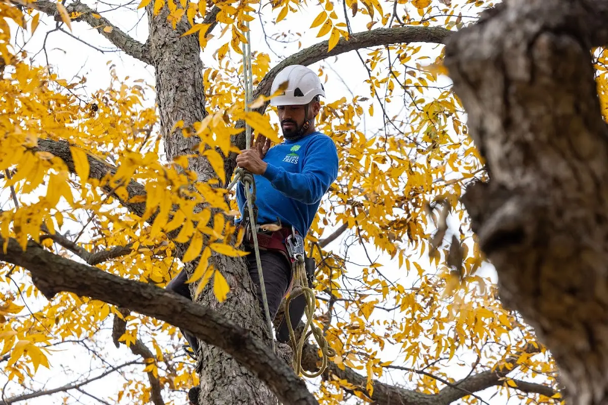 Skilled Tree Planing crew working in Waveland