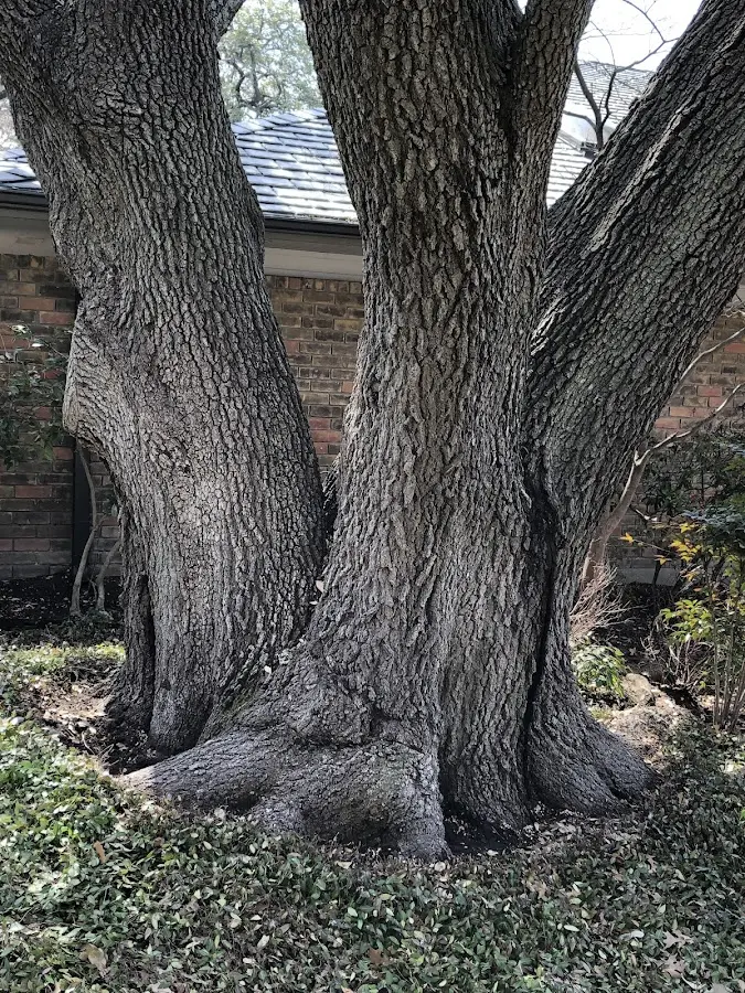 Mature heritage tree close to a Waveland property cared for by certified arborists