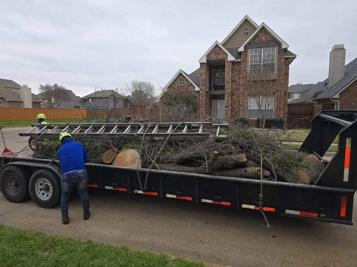 Expert Tree Removal with proper safety equipment in Waveland